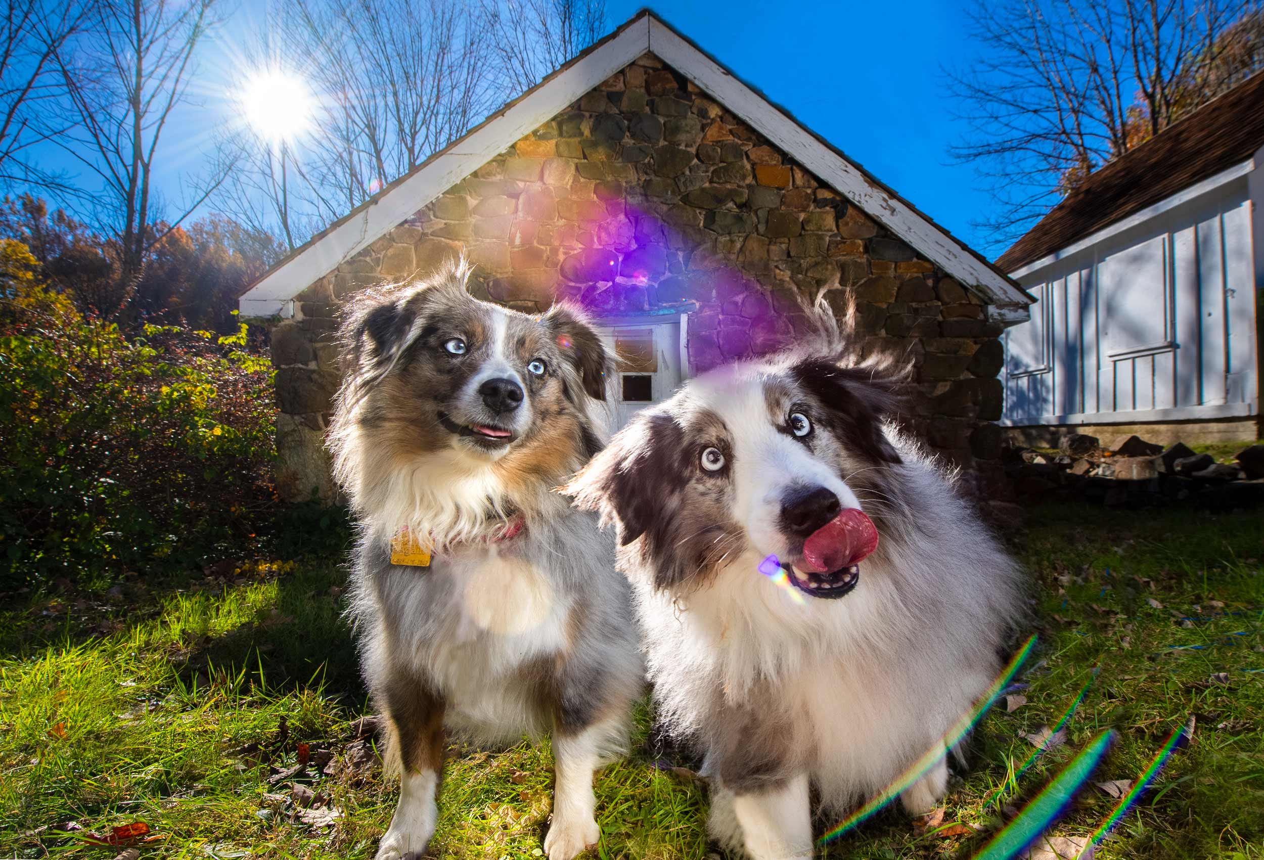 Pair of Australian Shepherds dog portrait at small stone house with sunflare