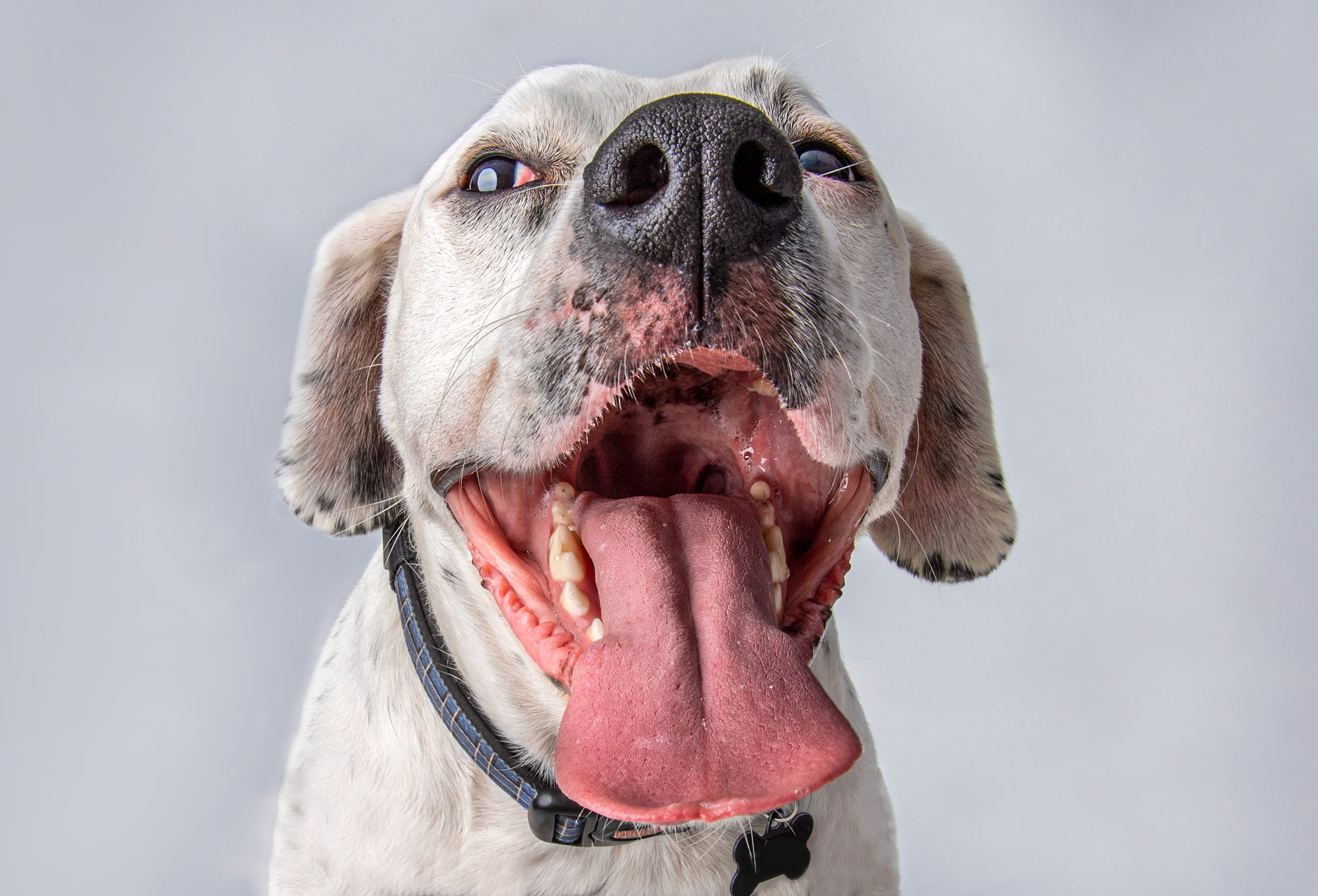 dog with mouth wide open studio photography white background