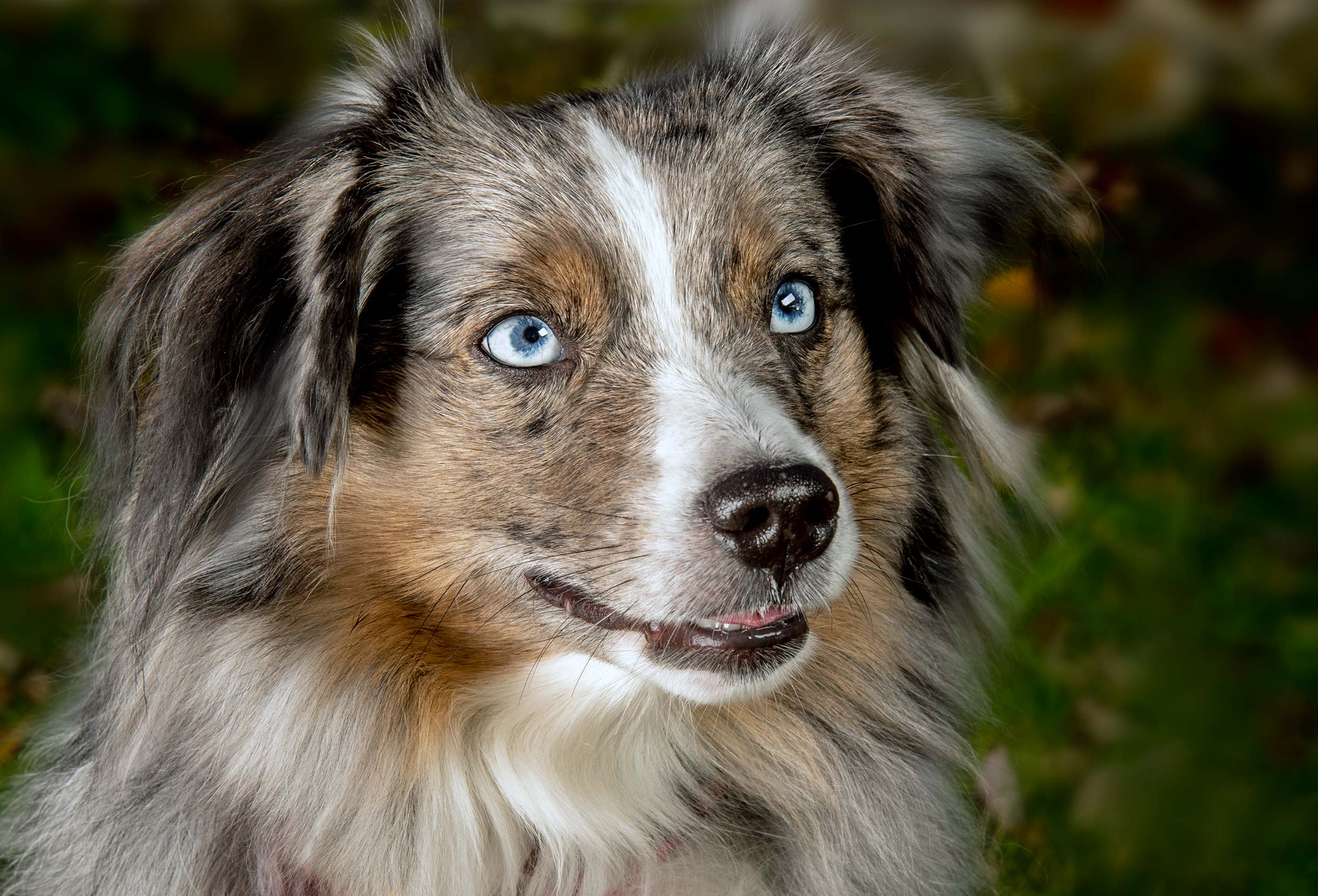 Blue eyed Australian Shepherd dog portrait  outside in park