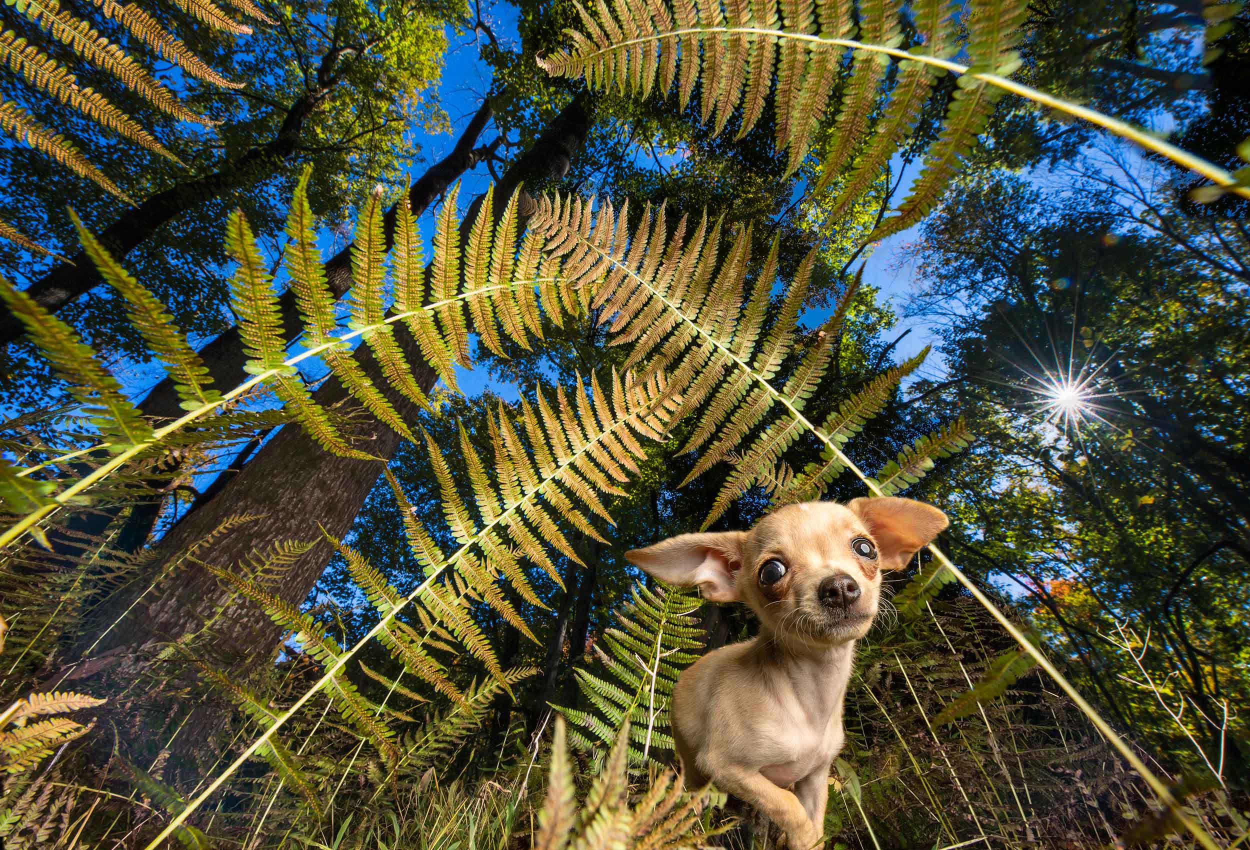 A Chihuahua dog under a giant fern in the green forest