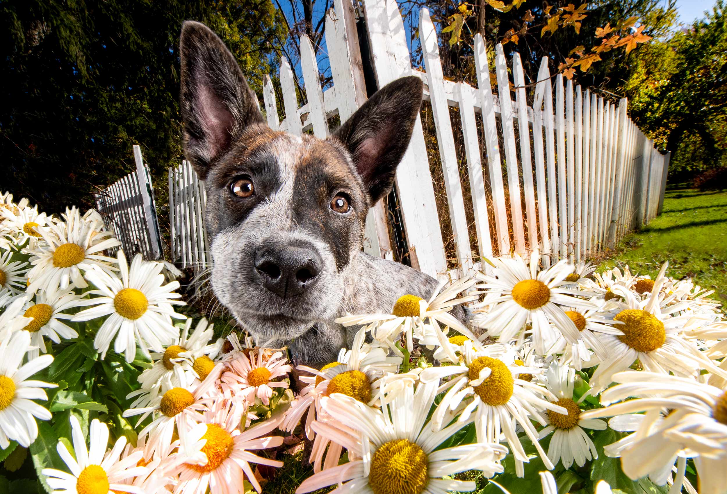 Portrait of dog with big ears in front of a sea of white daisies
