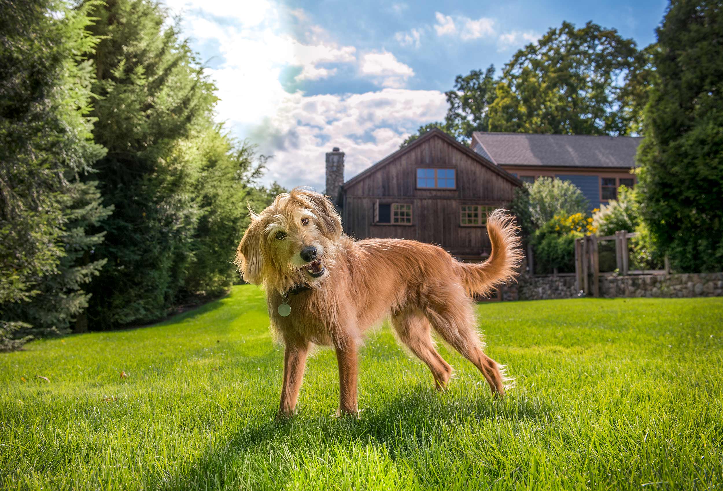 Scruffy brown dog on lush green lawn with farmhouse in background