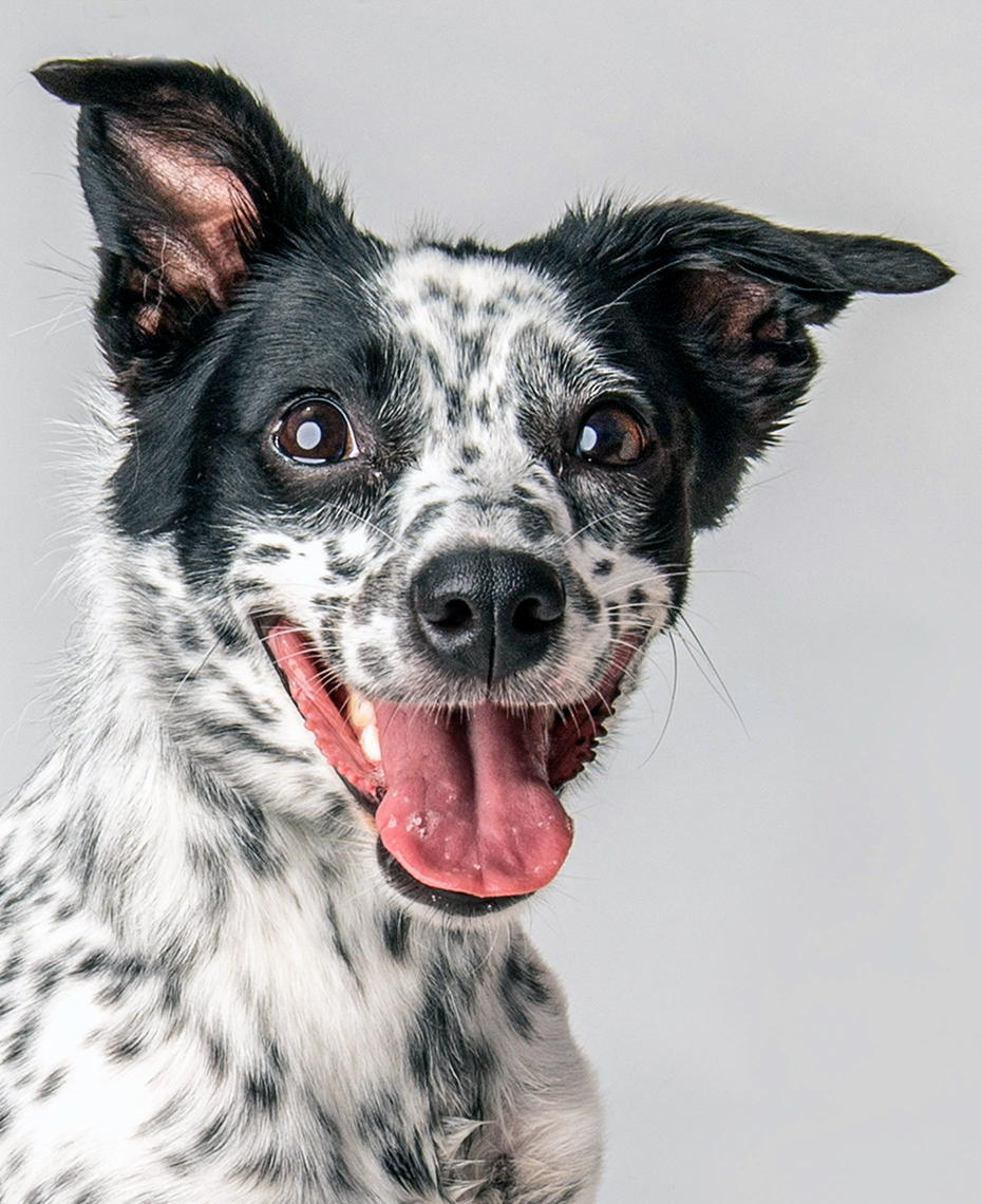 Black and white spotted dog studio portrait on white background