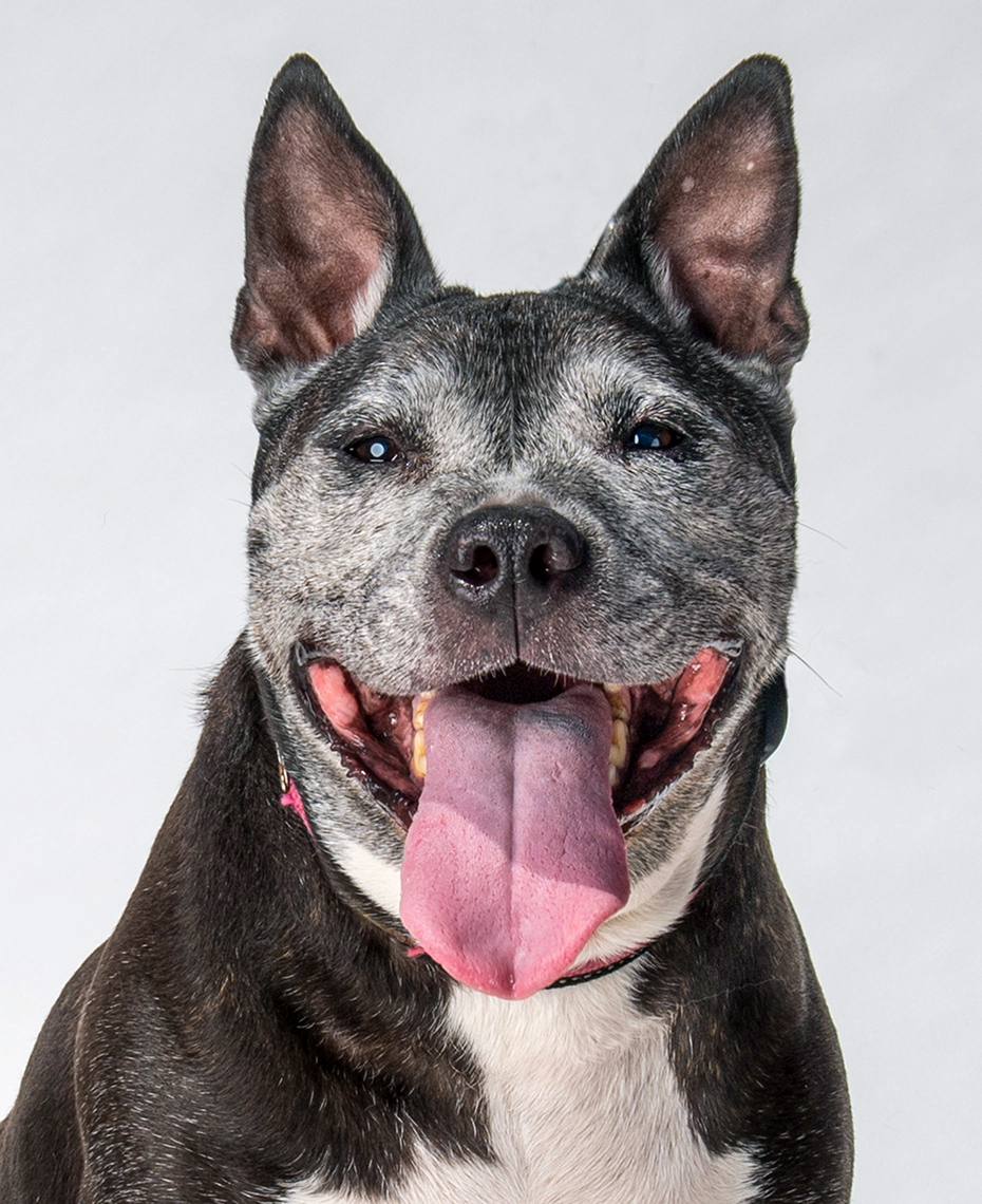 Dog with pointed ears and mouth opens smiles for studio portrait 