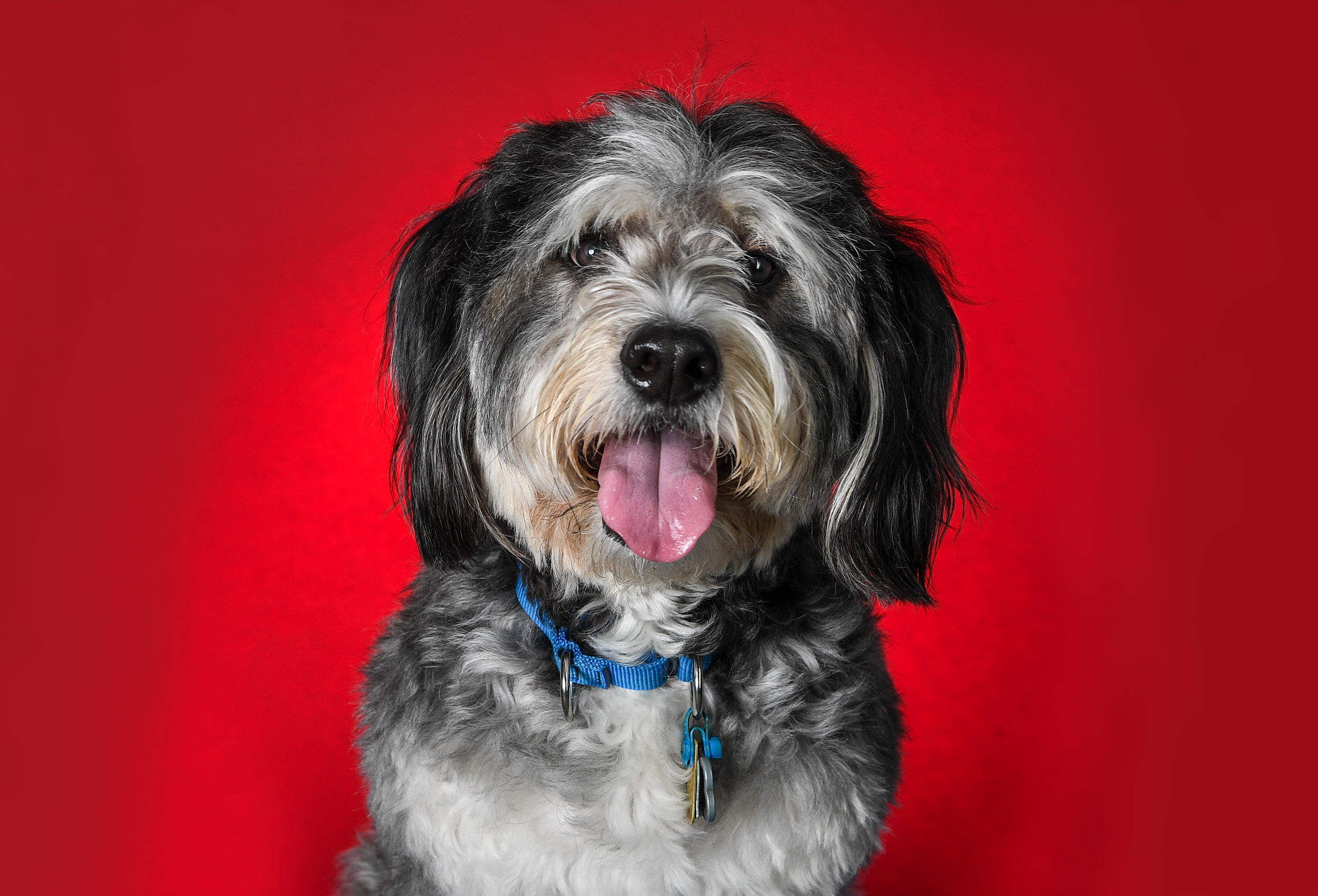 Brody the Bernedoodle dog studio portrait on red background