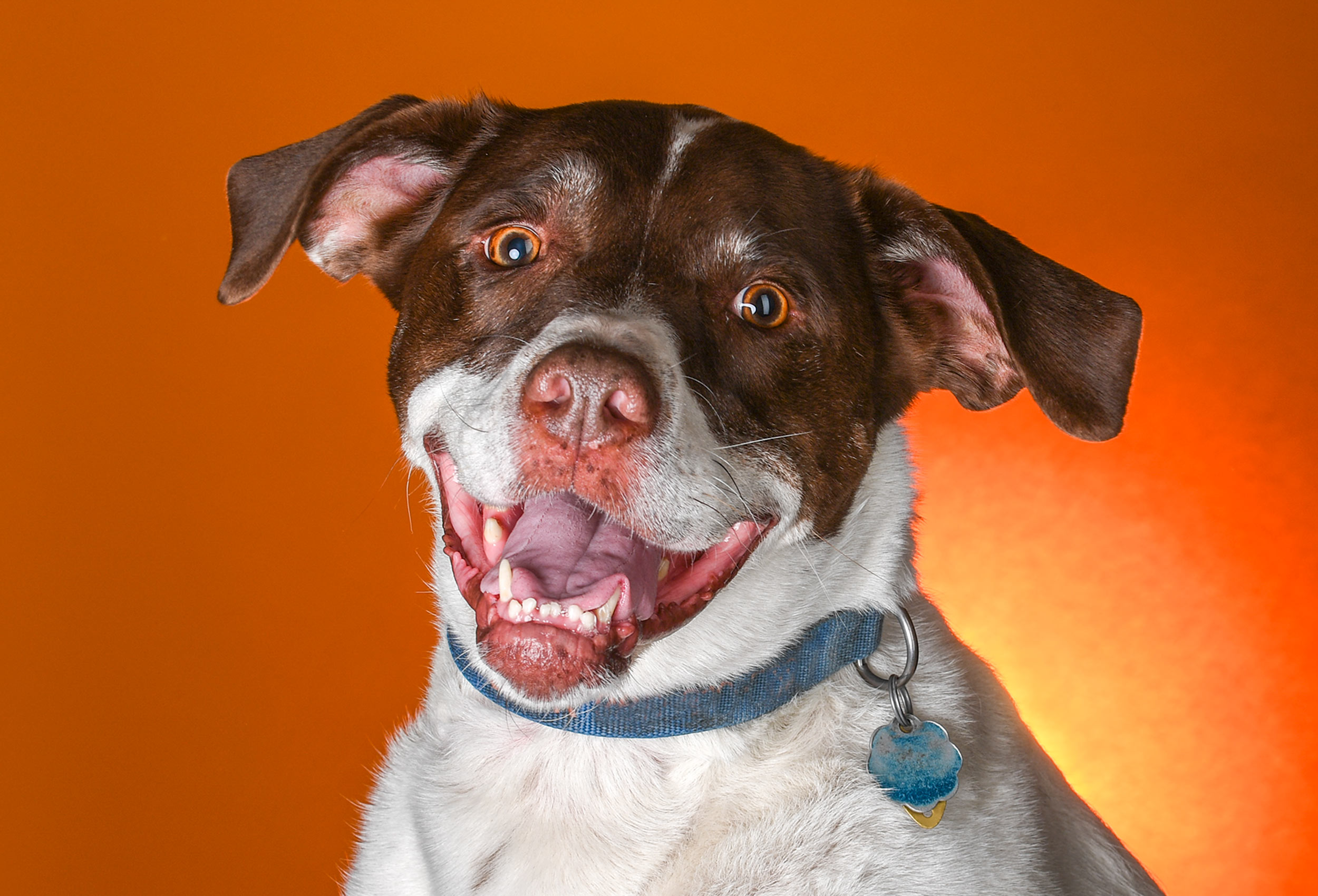 Dog studio photography with orange seamless paper background