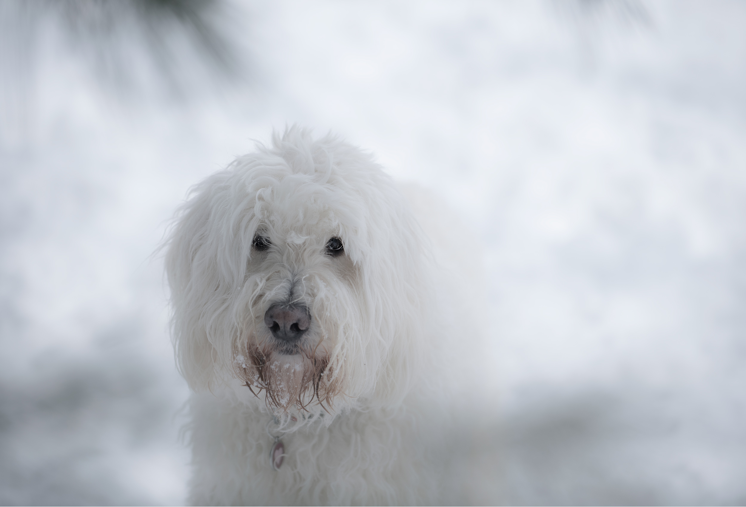 White Goldendoodle dog portrait  in white snow