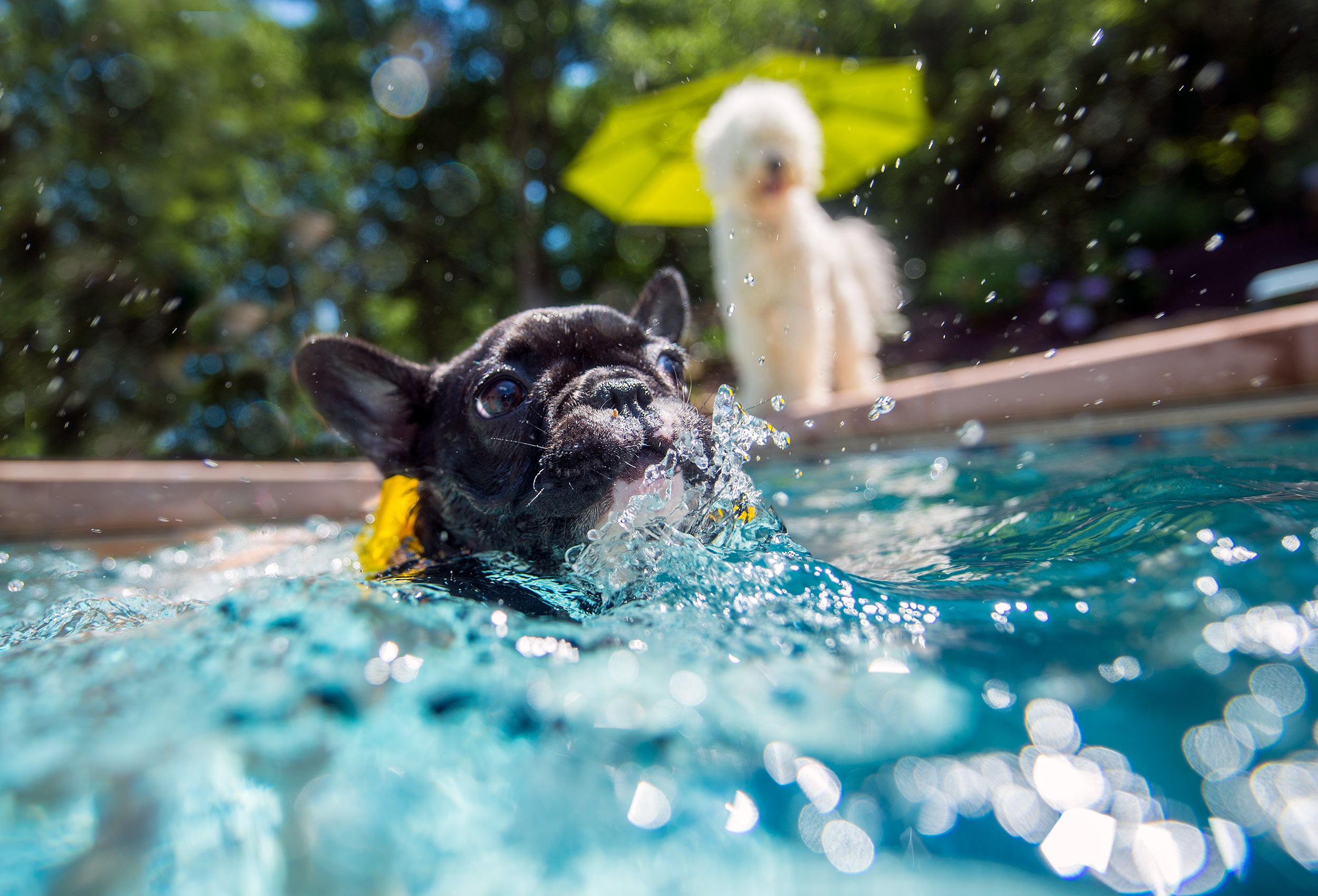 Black French Bulldog swims in pool while white dog looks on in background - dog lifestyle advertising photography