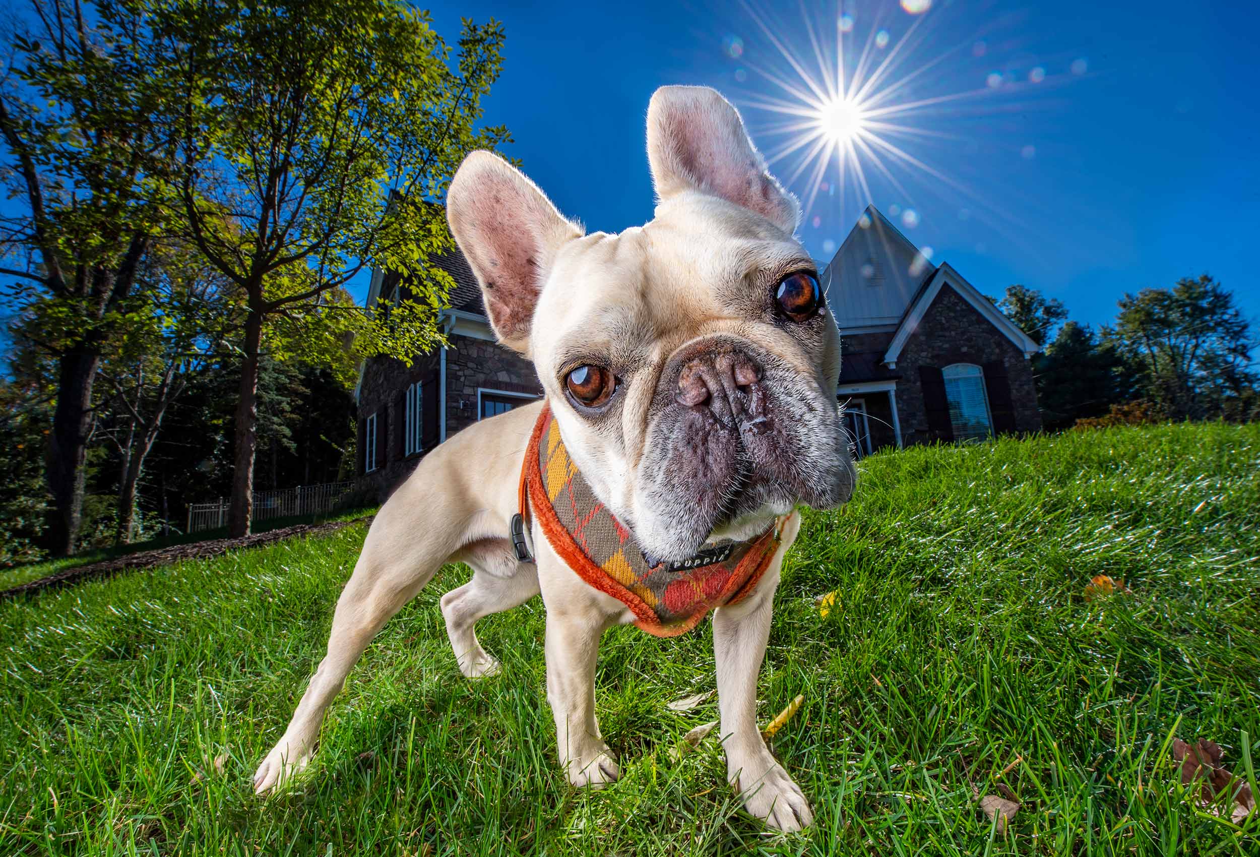 Dog portrait of French Bulldog wearing orange harness on green lawn in suburbs with house in background