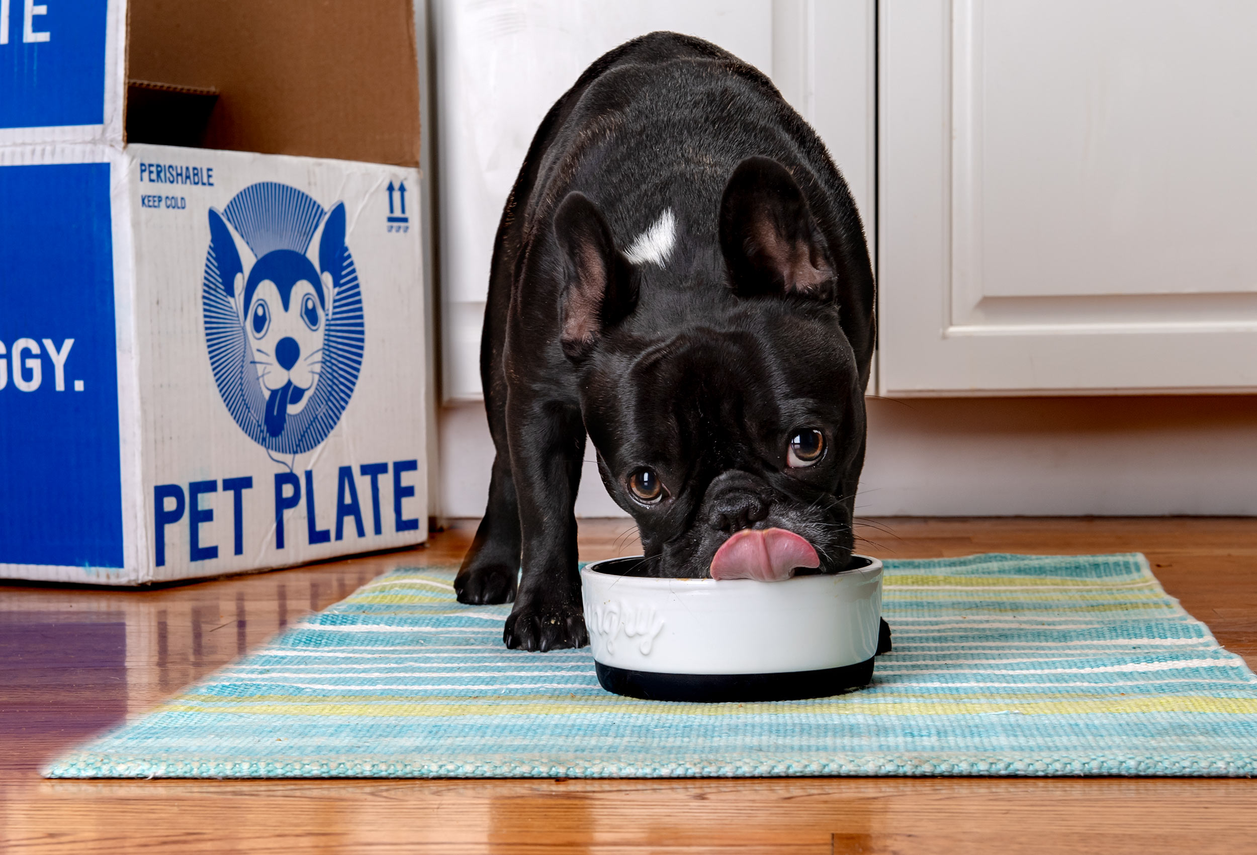 Black French Bulldog puppy eats from bowl with Pet Plate delivery box in background