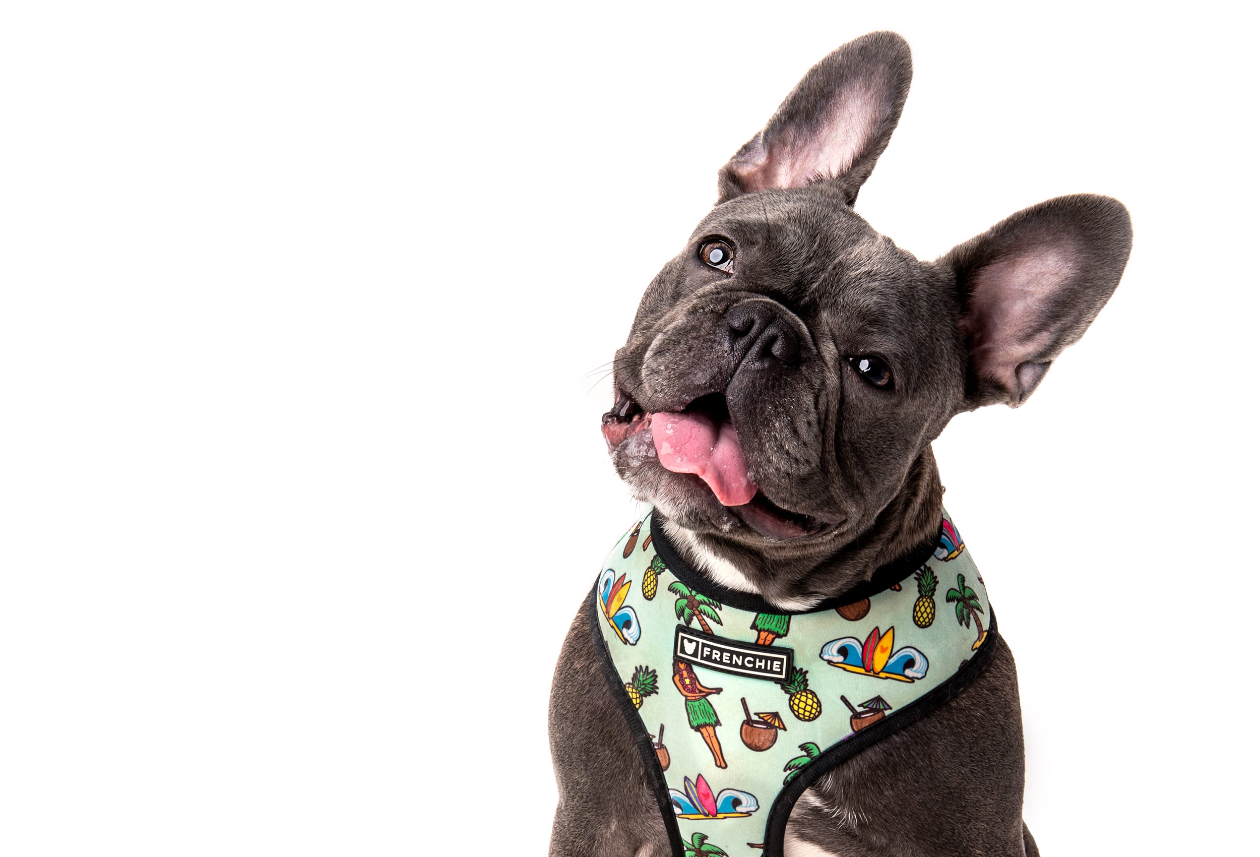 Grey French Bulldog wears Frenchie harness - dog lifestyle product advertising