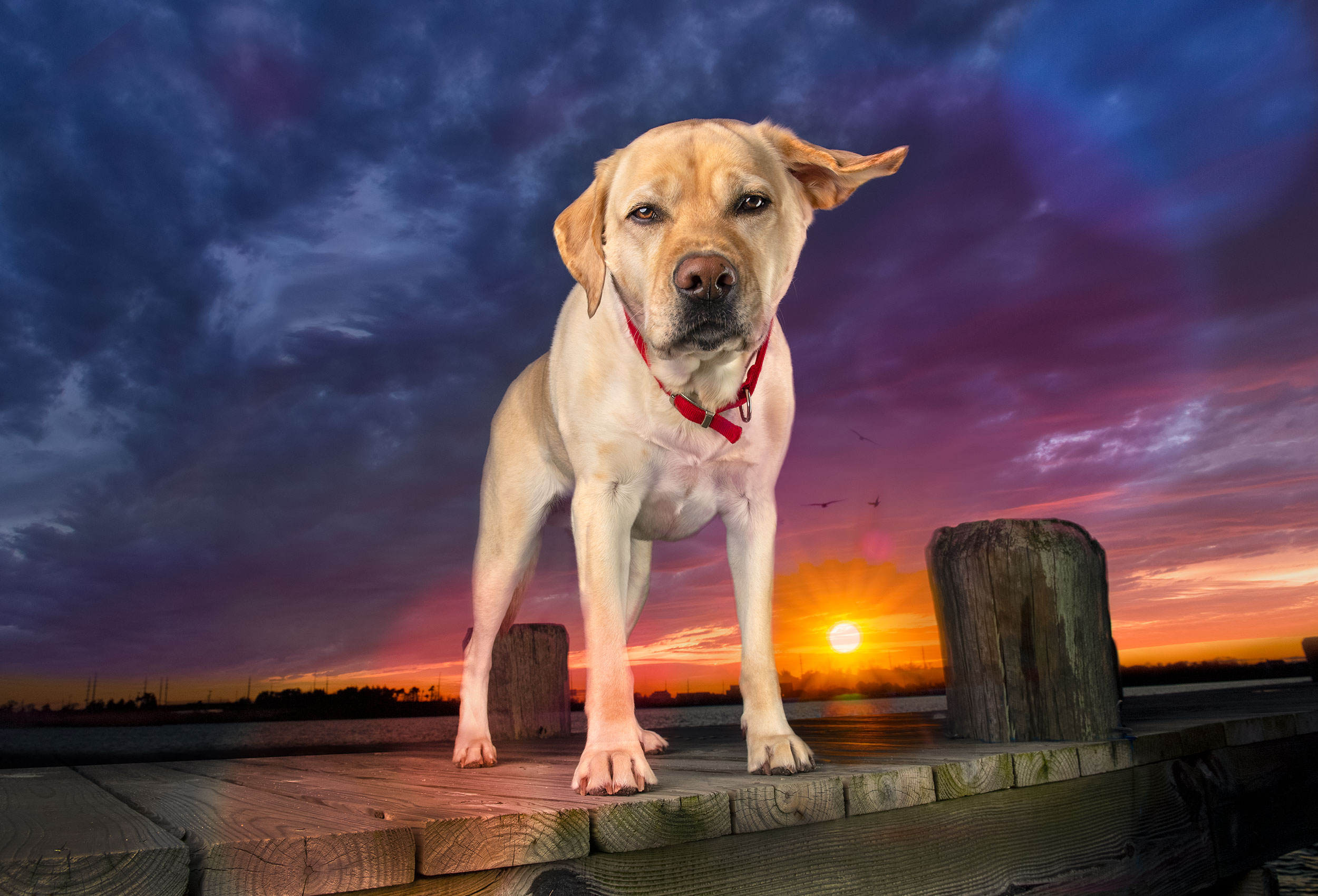 Dog portrait of Golden Labrador Retriever on dock at sunset in Seaside Heights, NJ