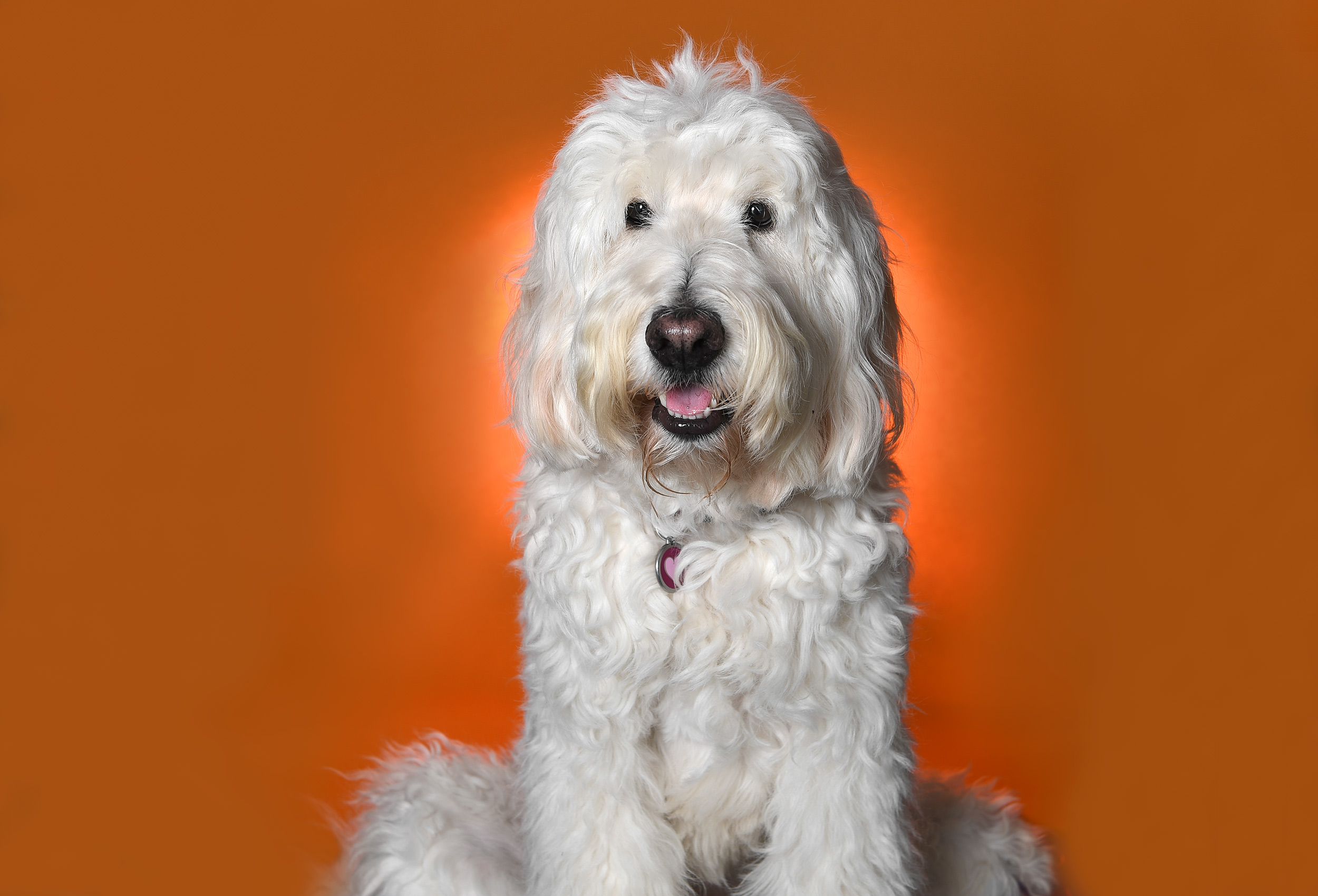 Studio portrait of English Cream Goldendoodle Wally B Doodle on orange background