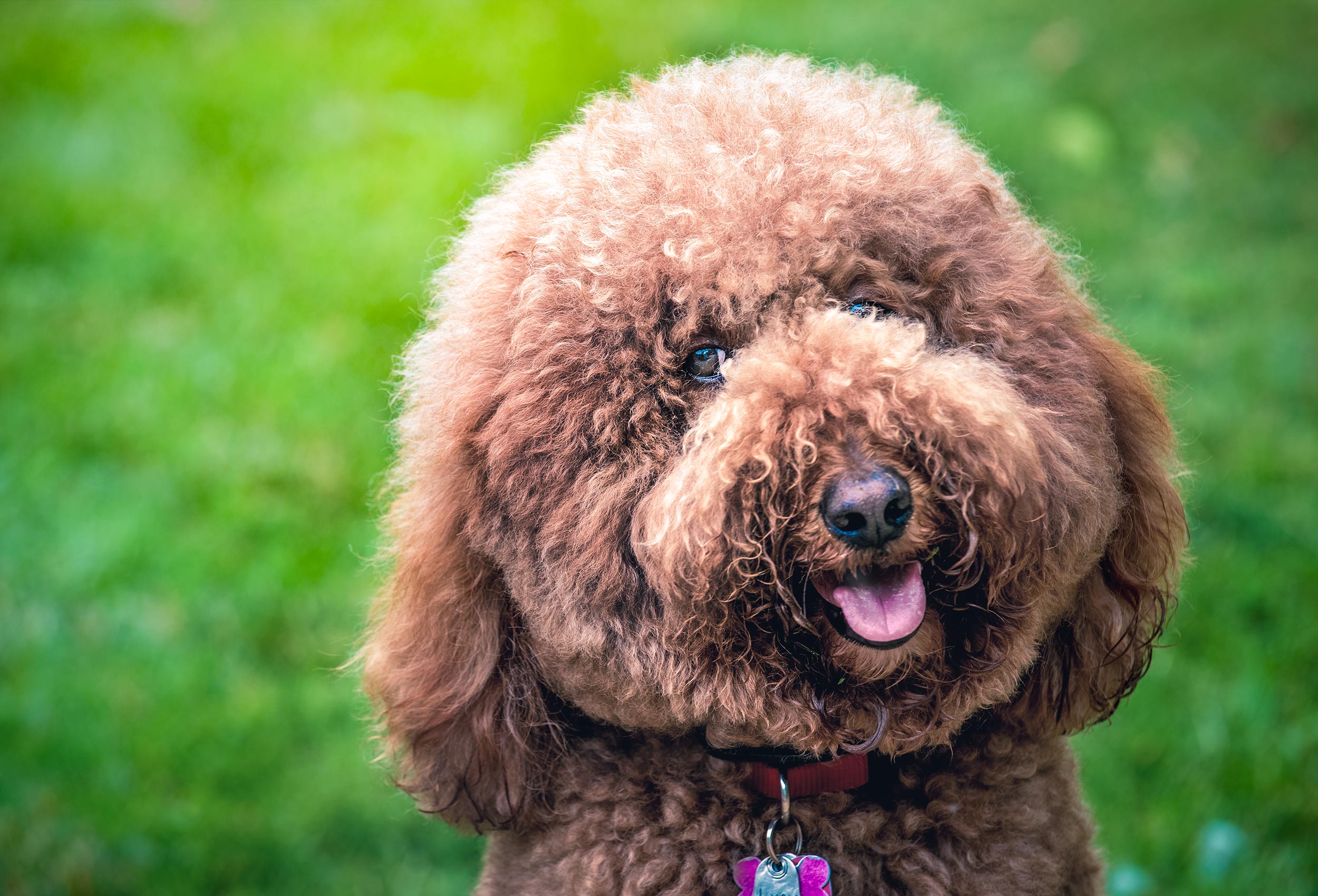 Dog portrait of brown Goldendoodle  with round head smiles
