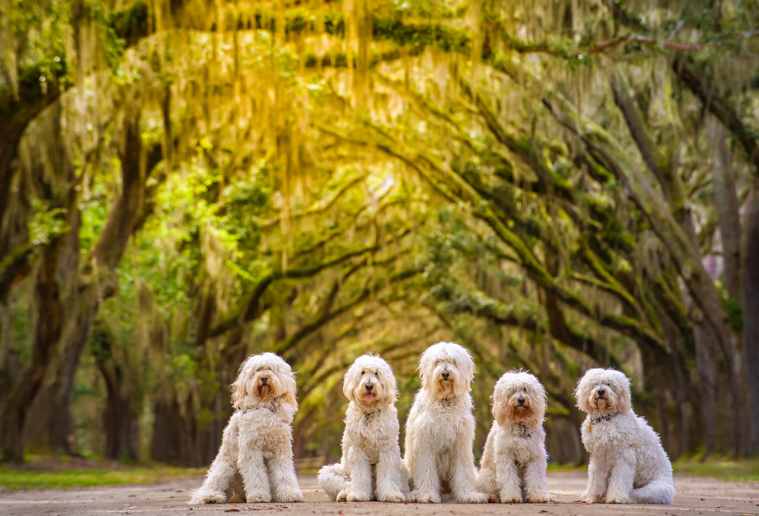 Five Moss Creek Goldendoodles  pose under live oak trees at Wormslo Historic Site in Savannah, Georgia