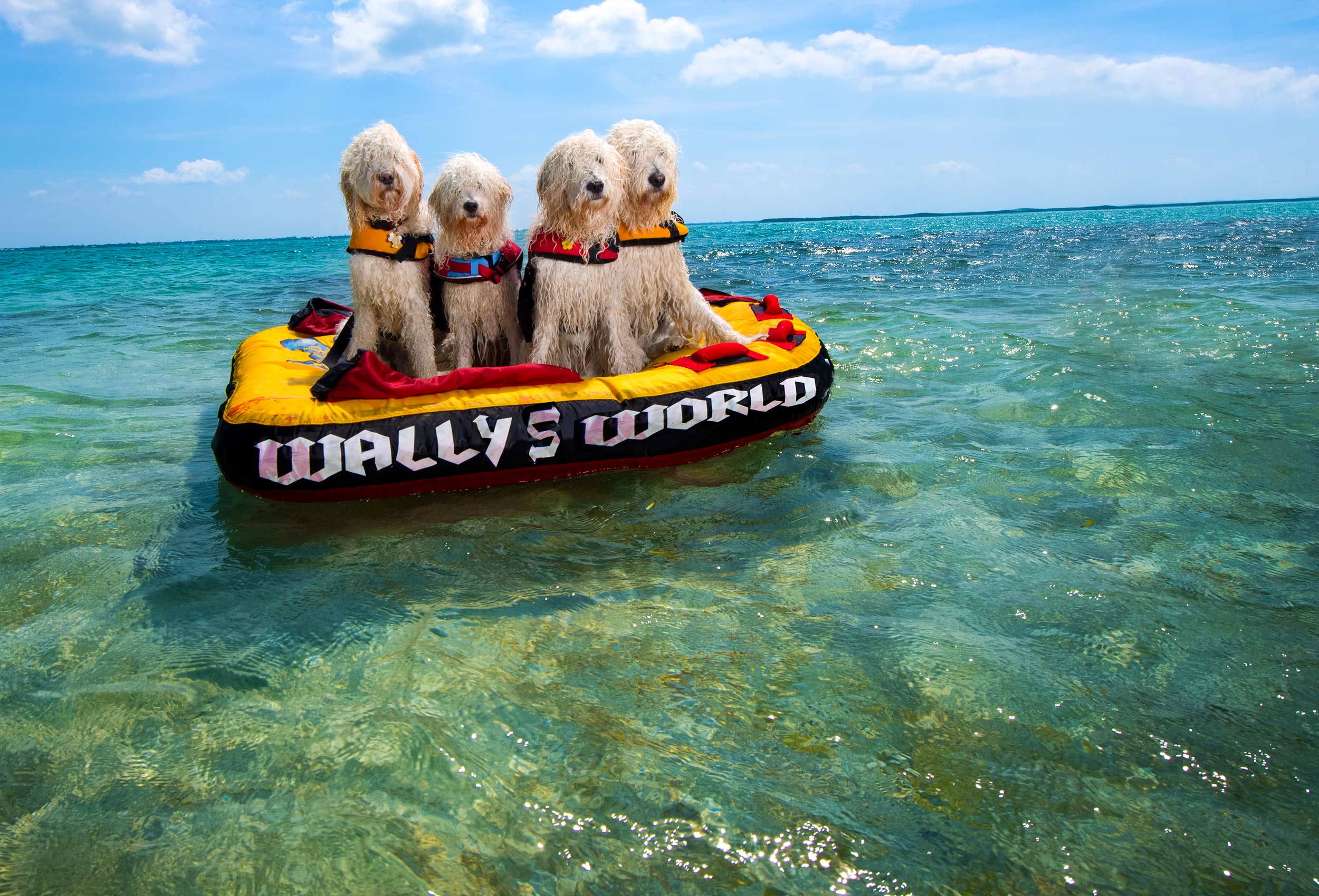 Four Goldendoodles float on raft in clear blue water in the Florida Keys