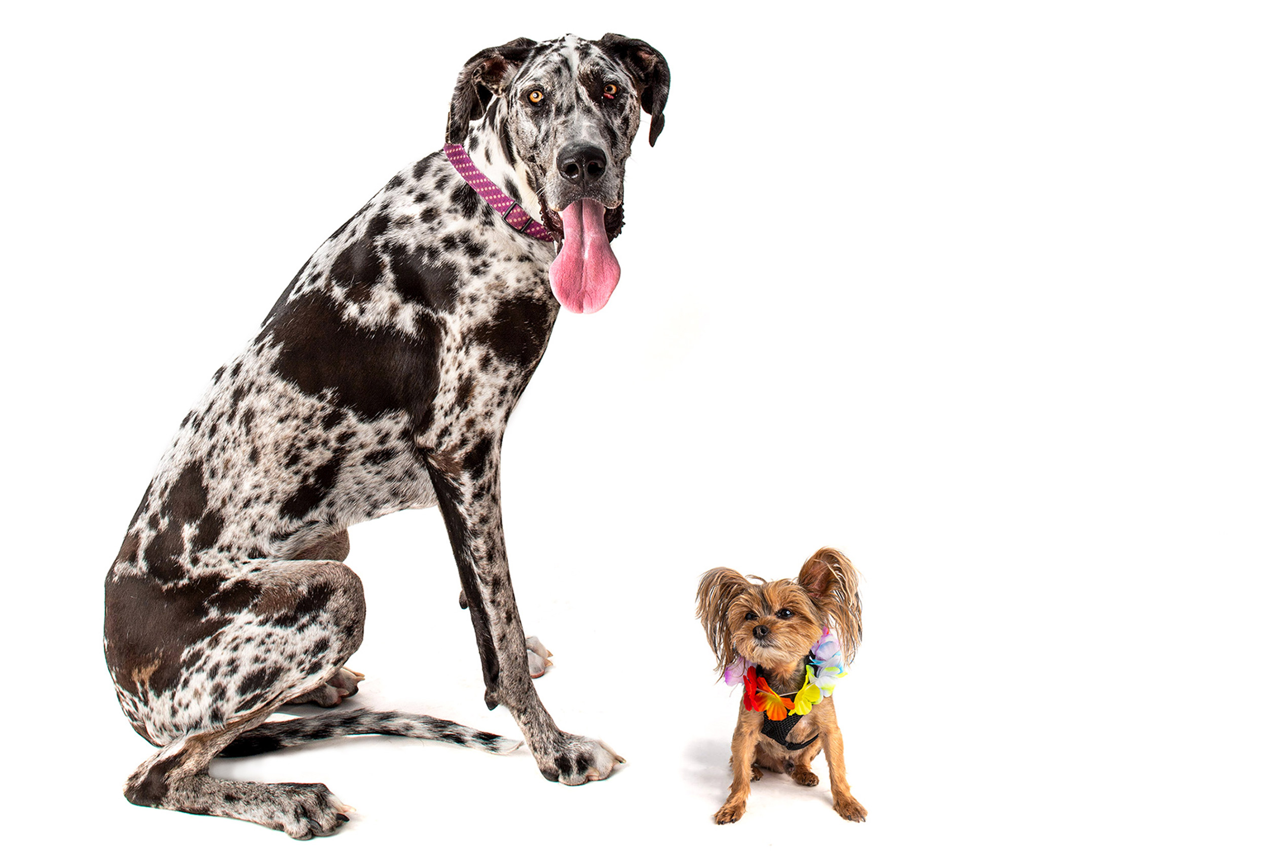 Portrait of Great Dane and Havanese dogs on white background in studio