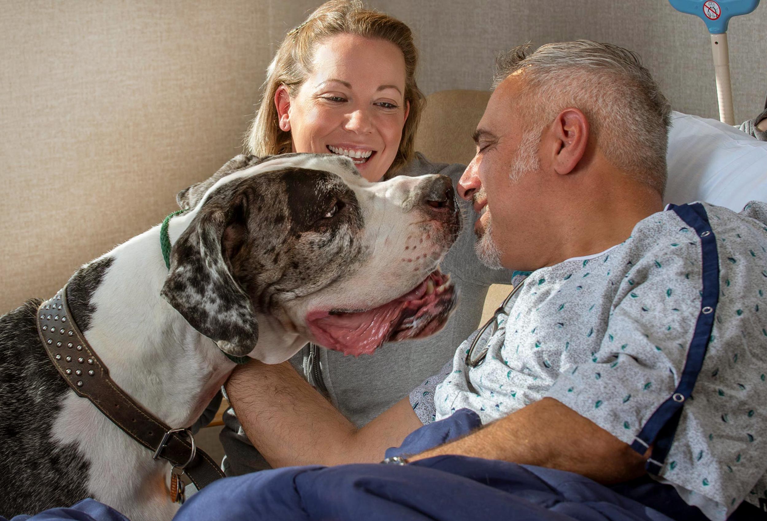 Great Dane therapy dog and handler with male patient in hospital bed in sunlight
