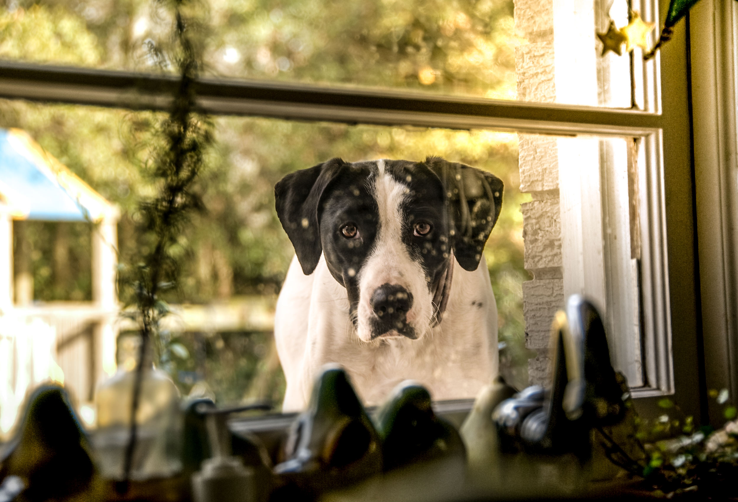Black and white Hound dog looks through kitchen window - dog lifestyle photography