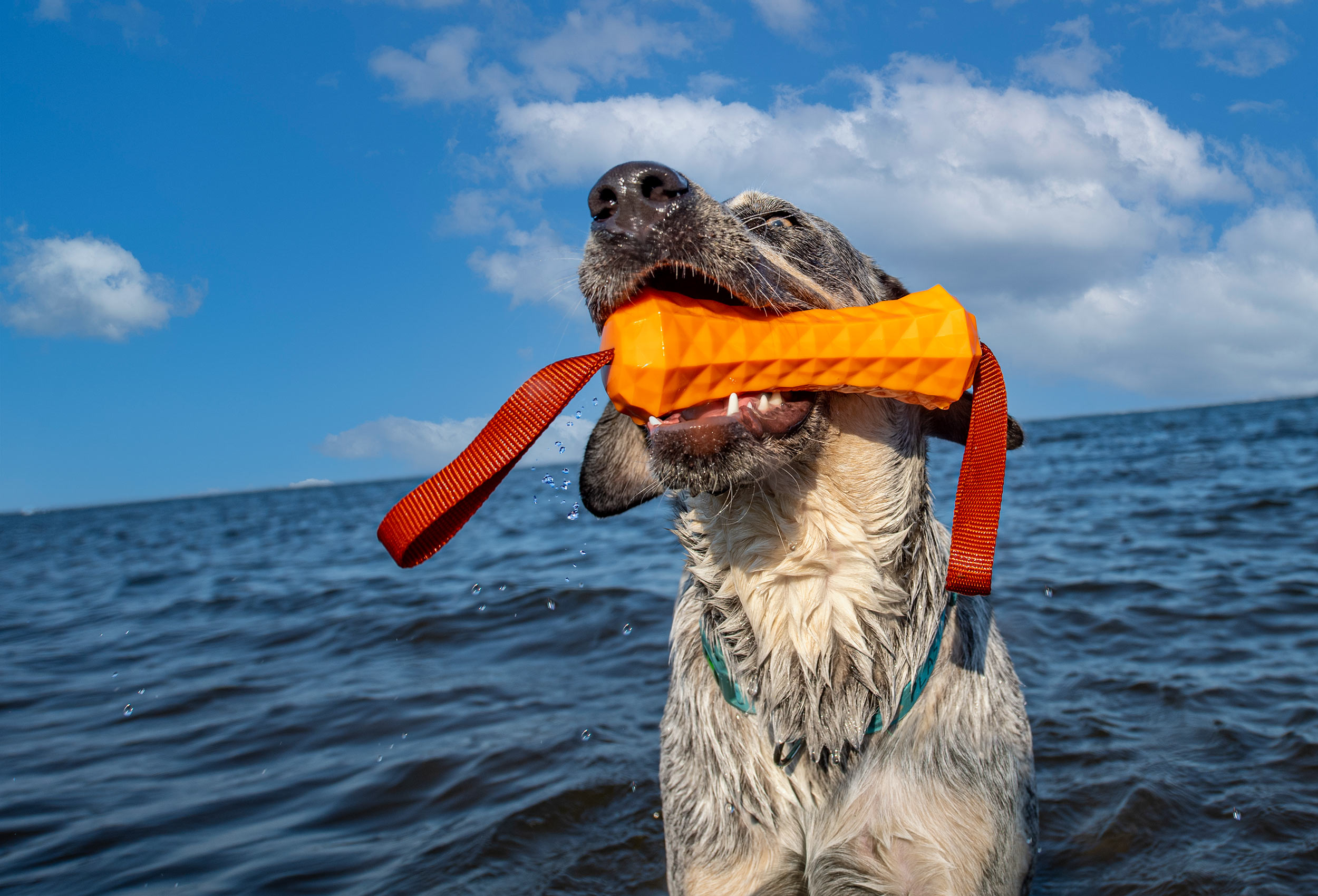 hound2O-water-toy-for-dogs
