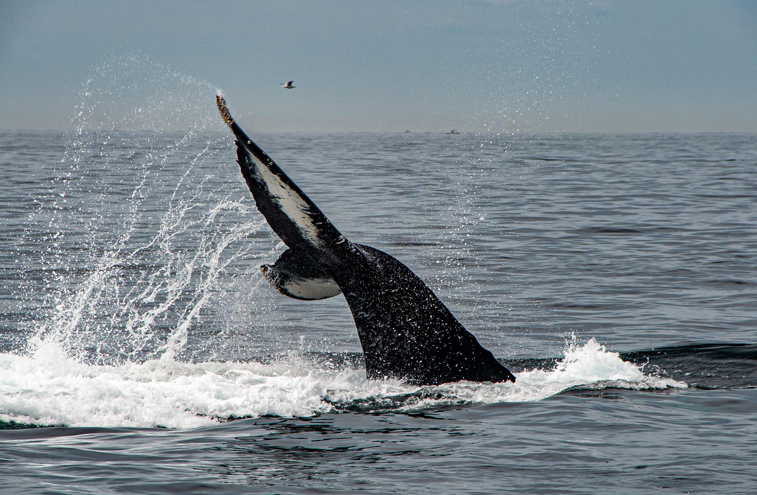 Humpback whale tale off Provincetown Mass