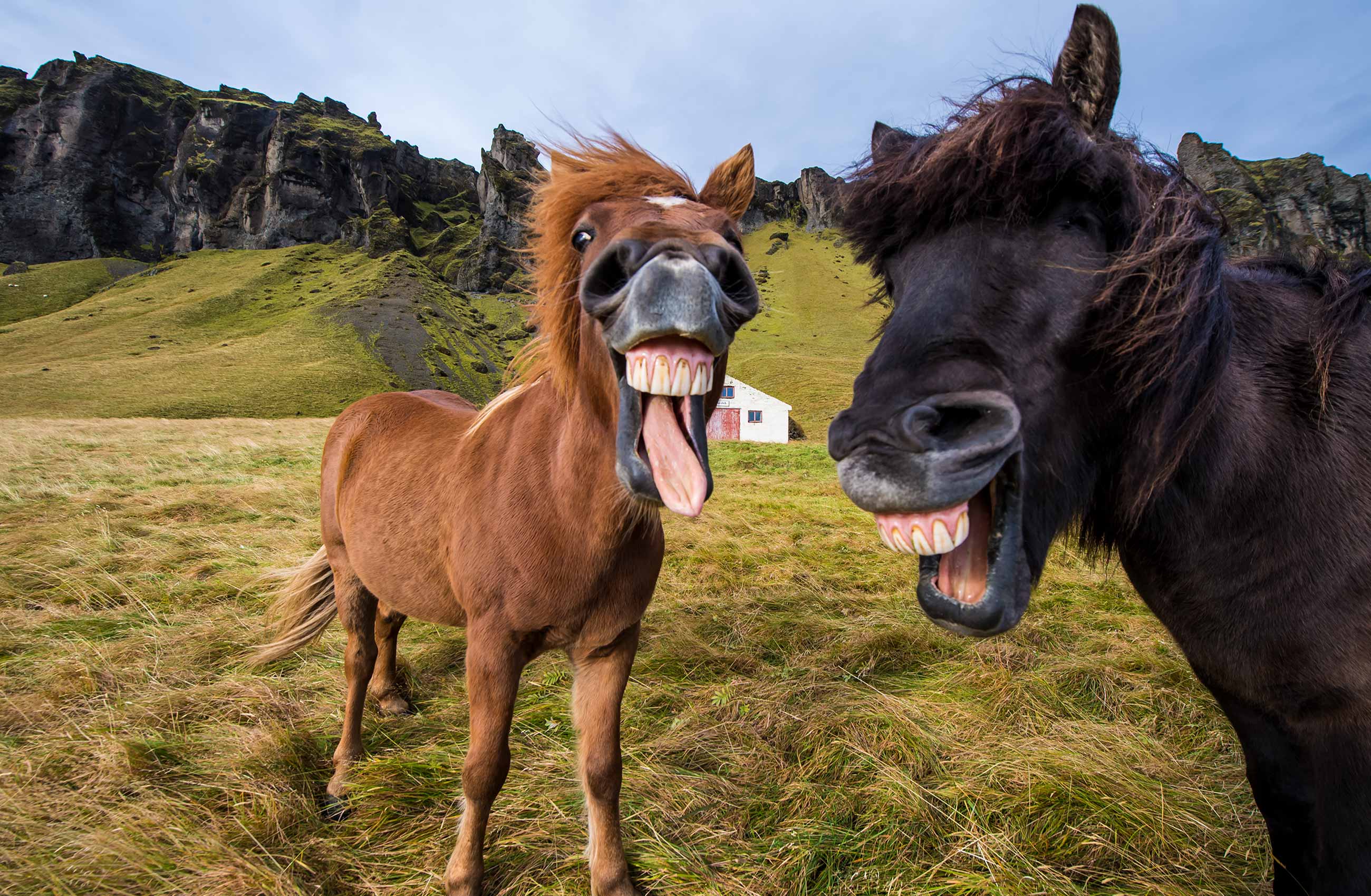 Icelandic horses laughing
