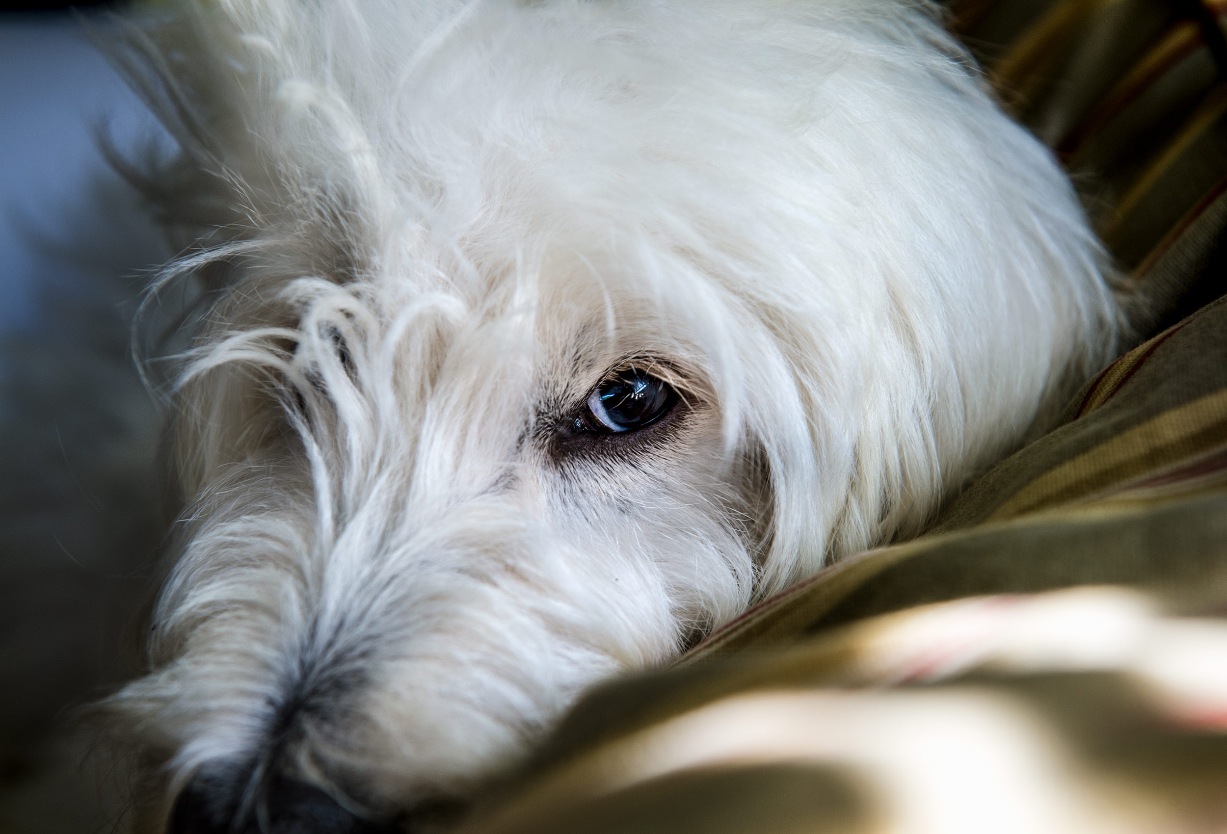 Close up of white dog laying in sun streaks on couch - dog lifestyle advertising photographer Kathy Cacicedo
