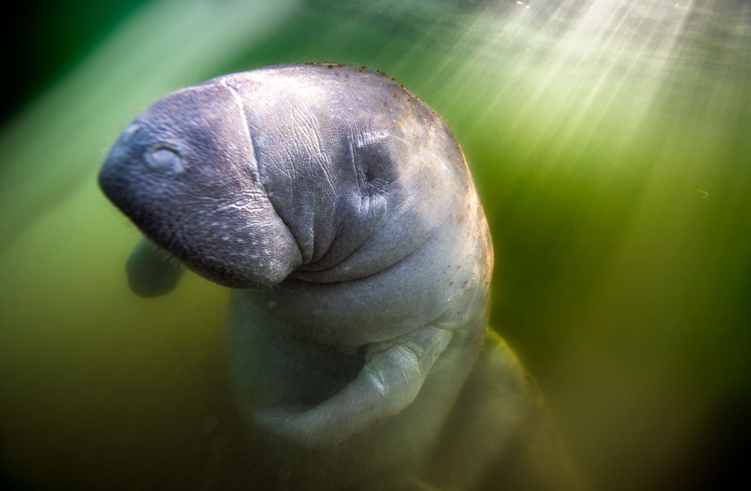 Portrait of Manatee in Crystal River Florida