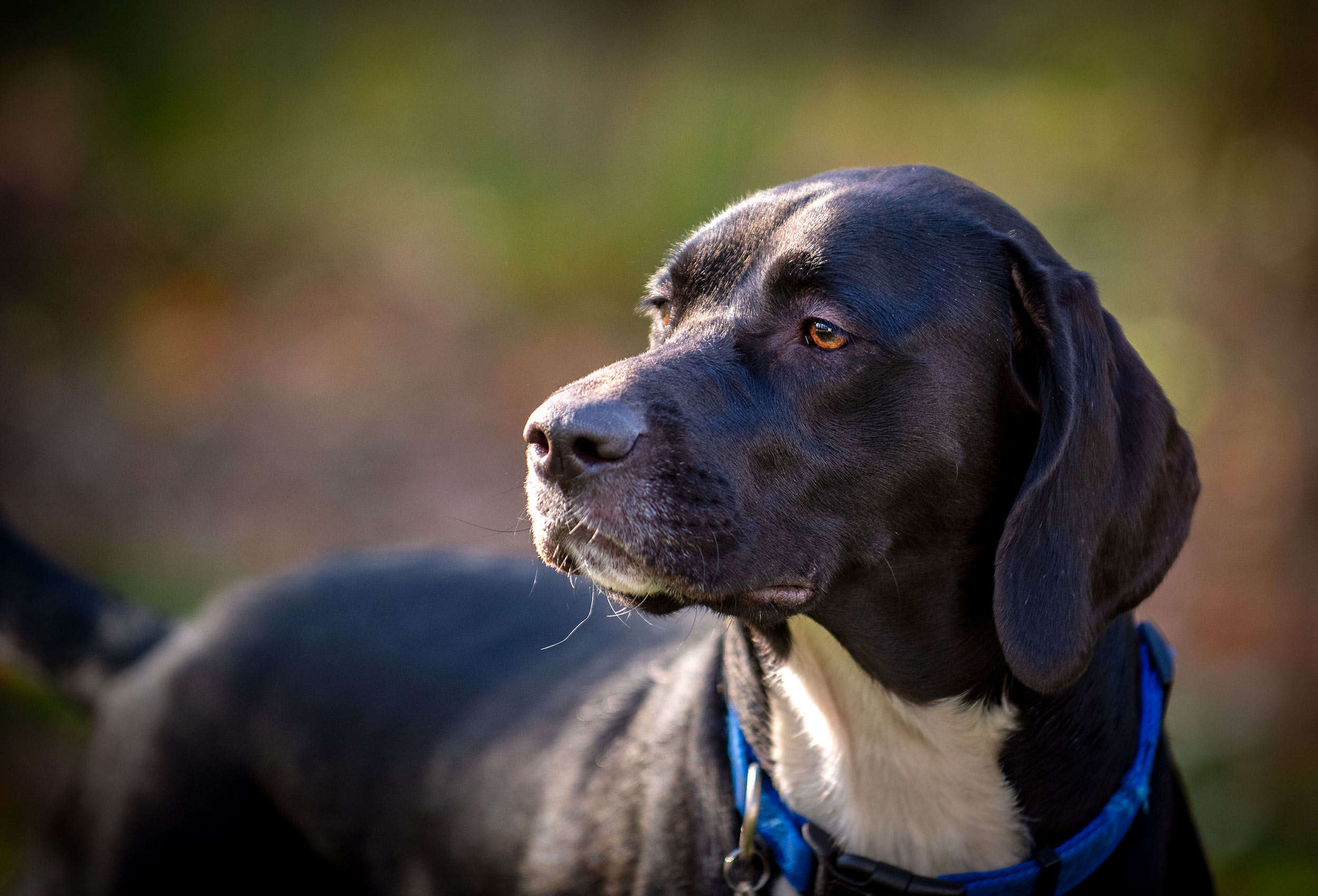 black lab mix dog with blue collar shallow depth of field background
