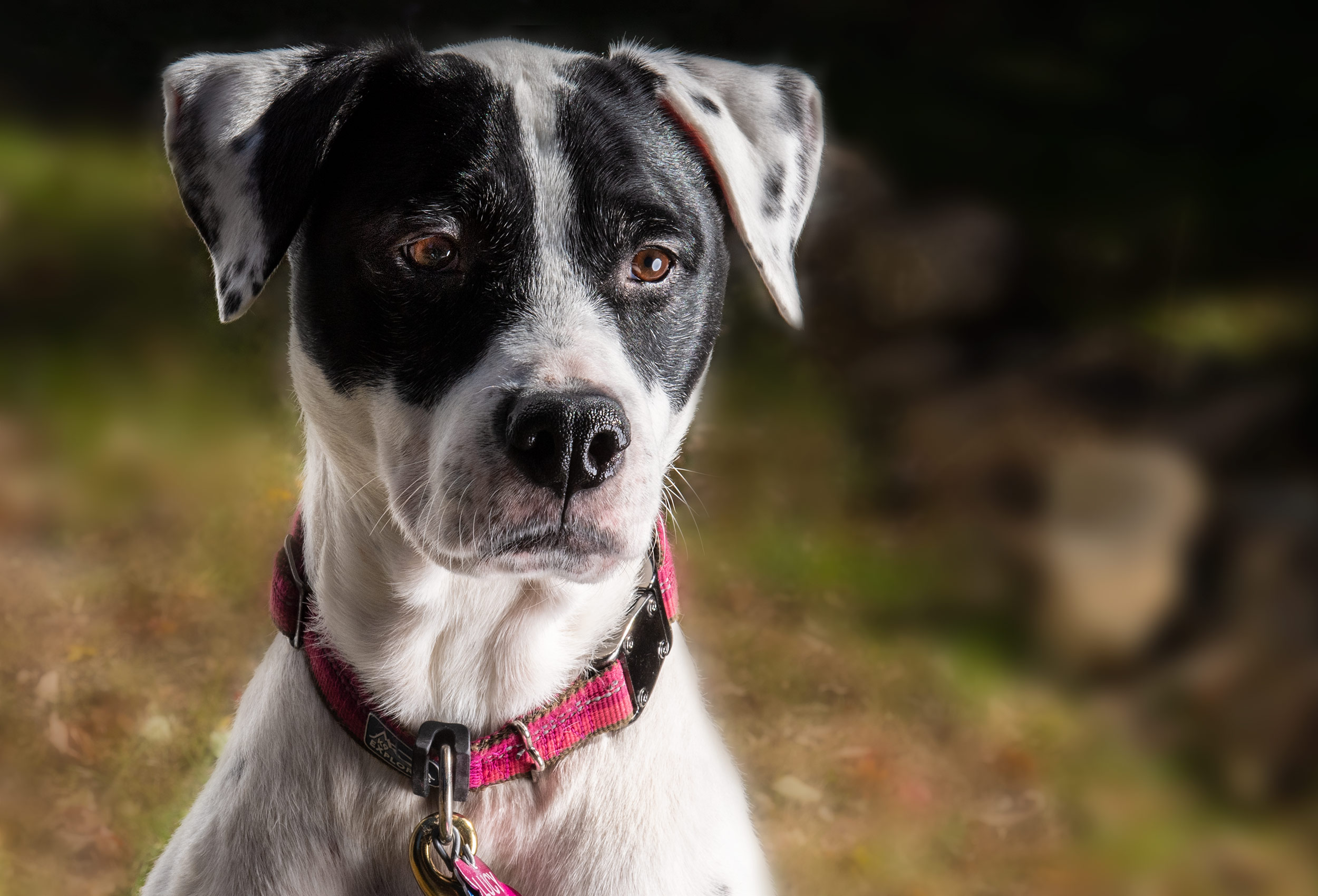 Black and white hound dog with red collar portrait