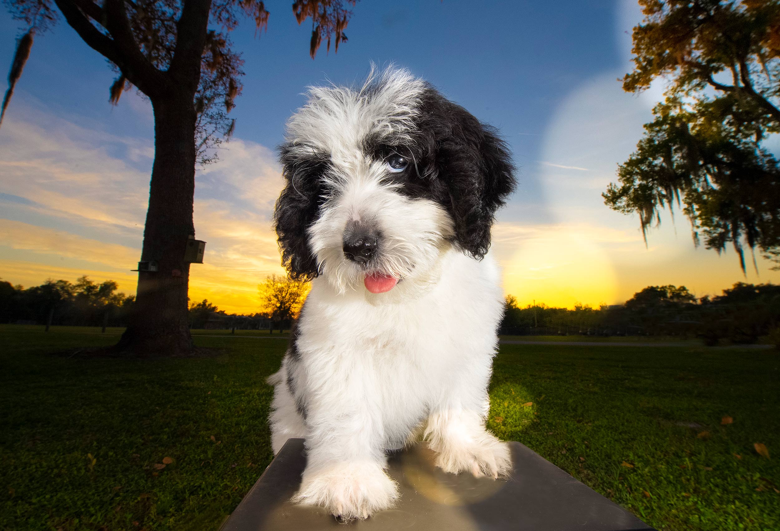 Black and white Parti Goldendoodle puppy dog portrait at sunset