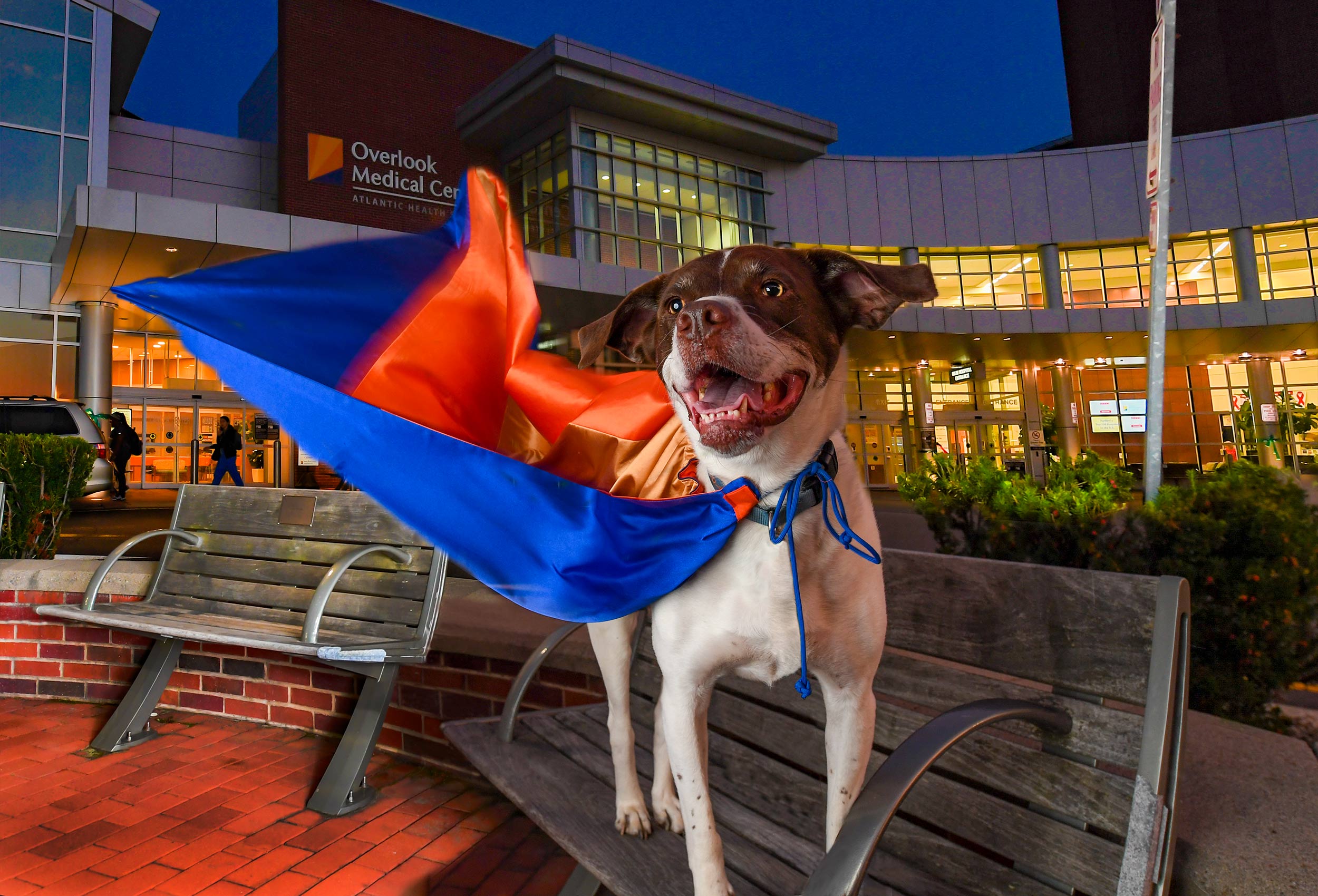Pet therapy dog Jack wearing superhero cape at dusk at Overlook Medical Center