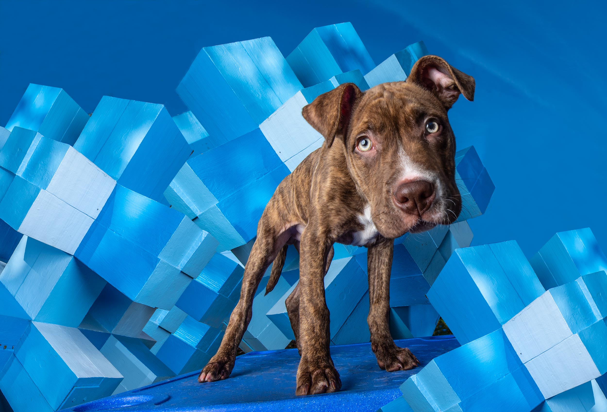 Pit Bull puppy dog stands on blue sculpture
