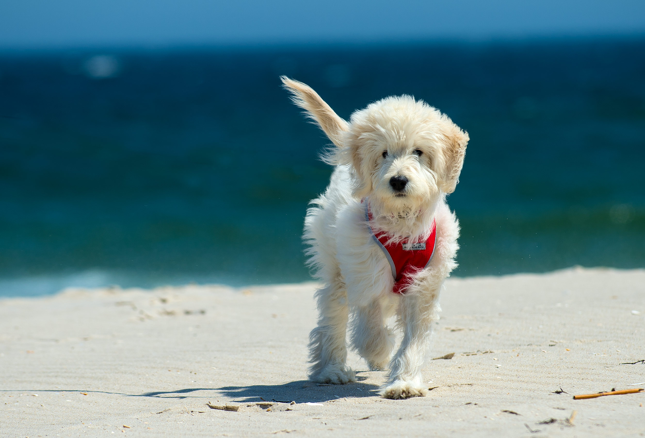 White puppy wearing red harness on beach with tropical ocean in background