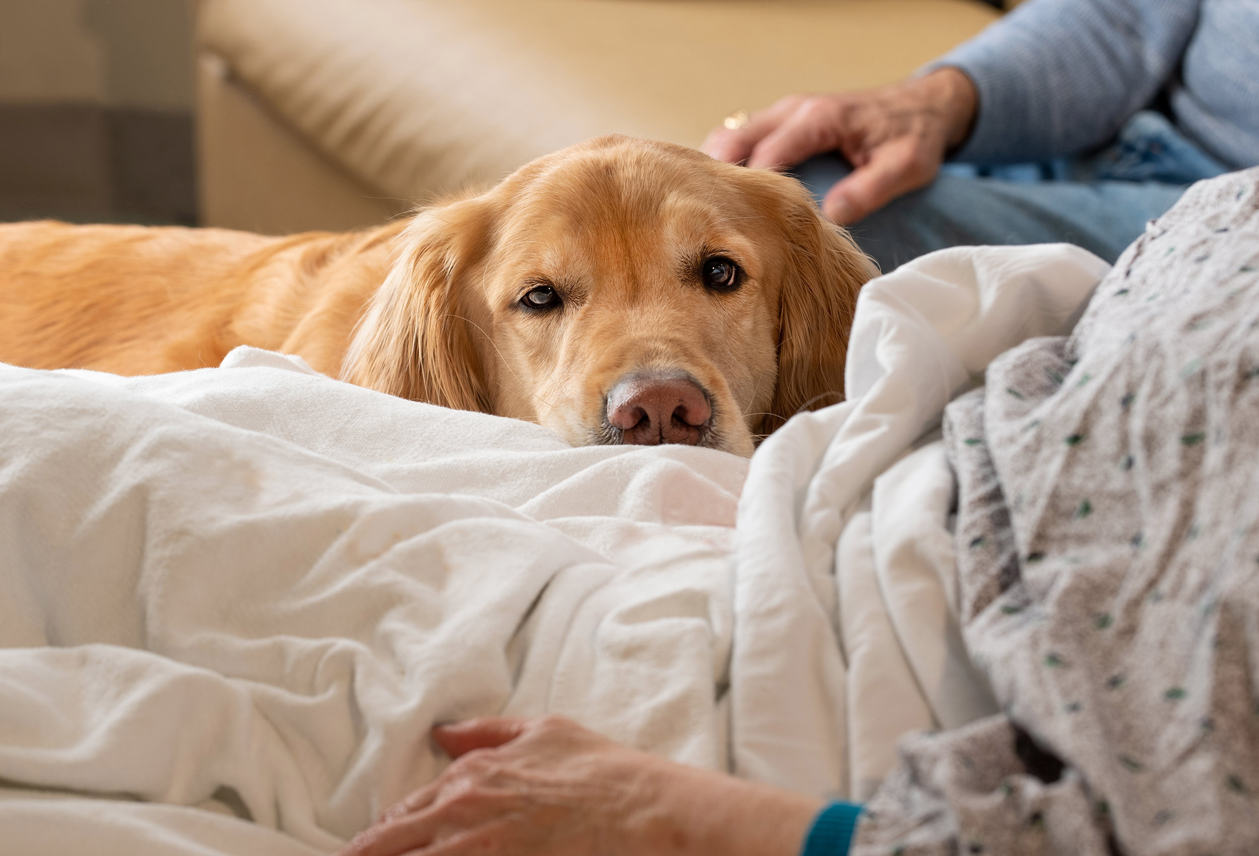 Goden Retriever Therapy Dog at hospital bedside