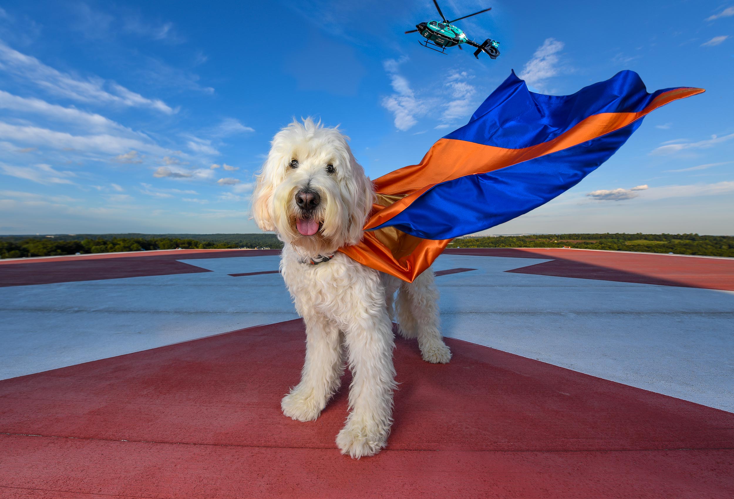 Therapy Dog Superhero WallyBdoodle on helipad at Overlook Medical Center