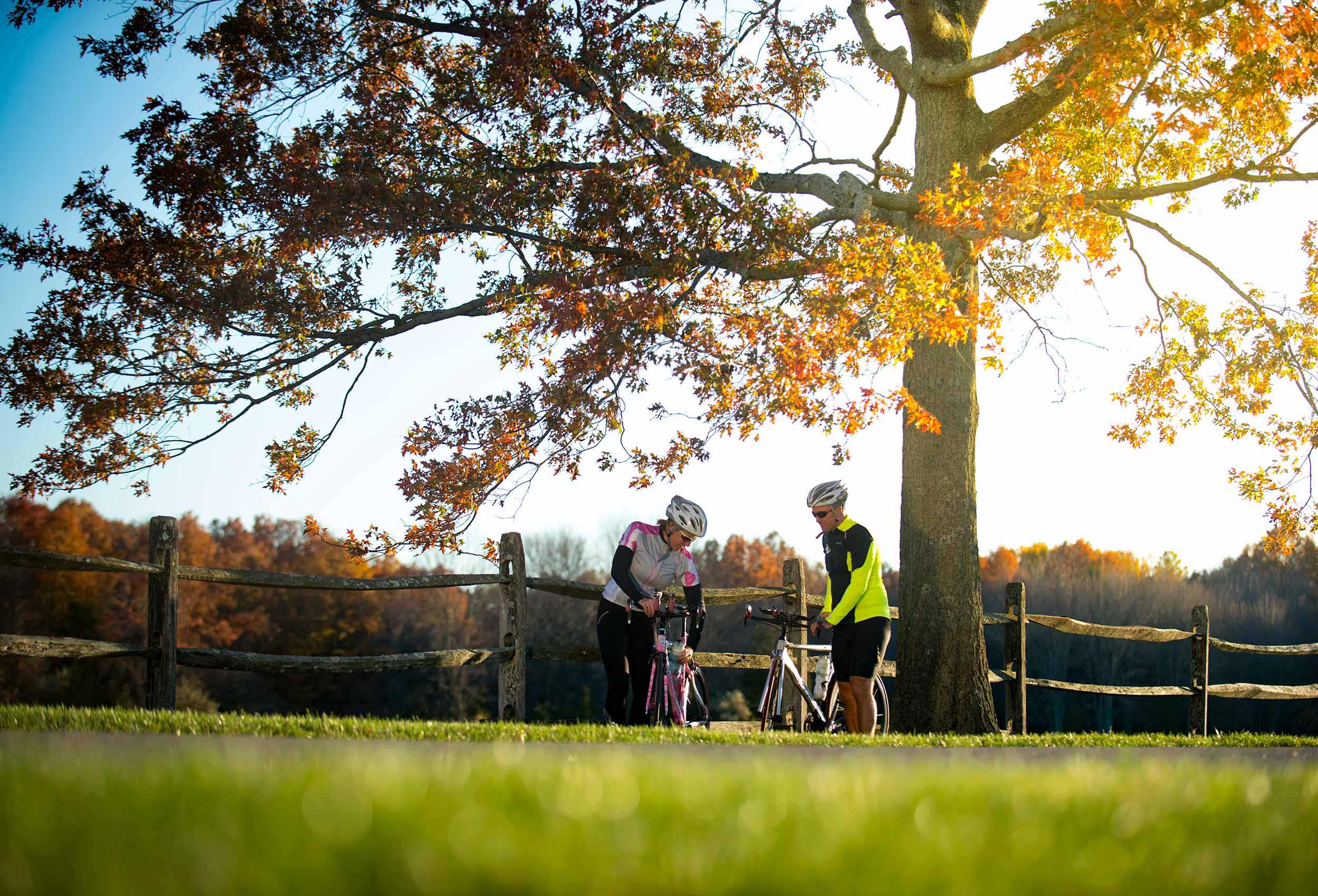 Cyclists rest under tree on green farmland